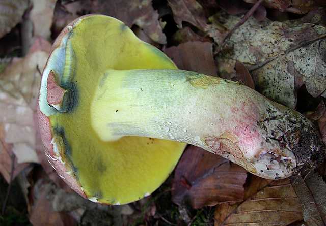 2005 :  Un anno di funghi